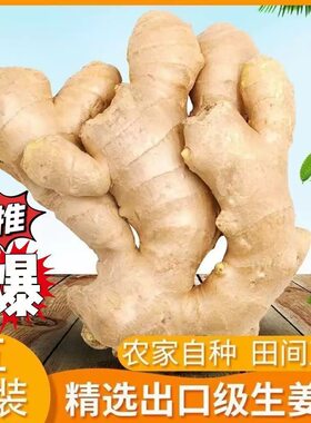 山东新鲜正宗风干姜大姜生姜老姜大黄姜月子姜批发农场当季自种