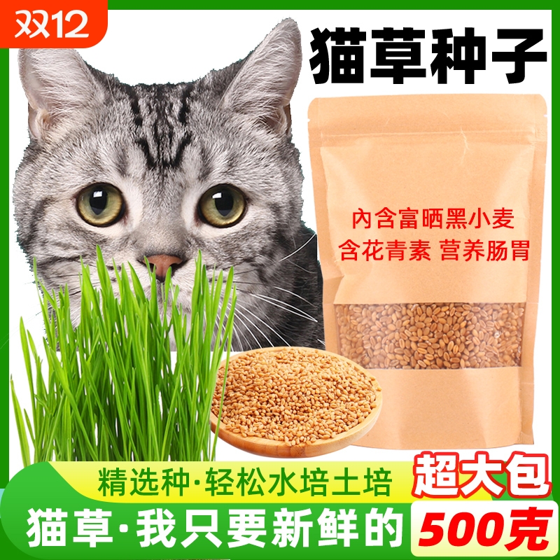 猫草种子水培种植化毛去毛球