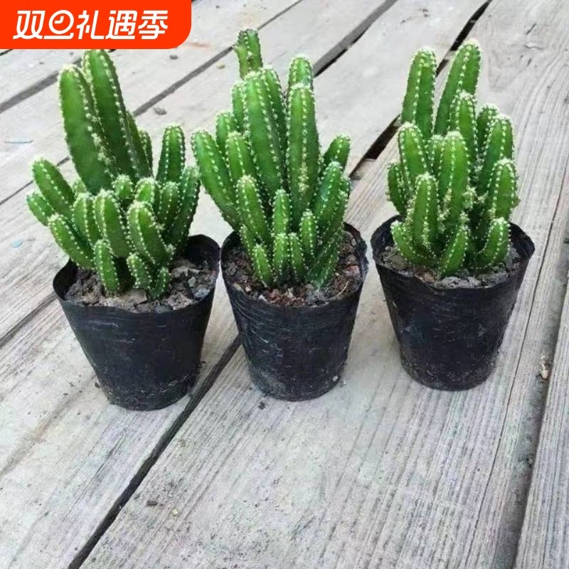 万重山多肉植物稀有贵货自然锦多肉植物仙人掌球盆栽办公室盆栽