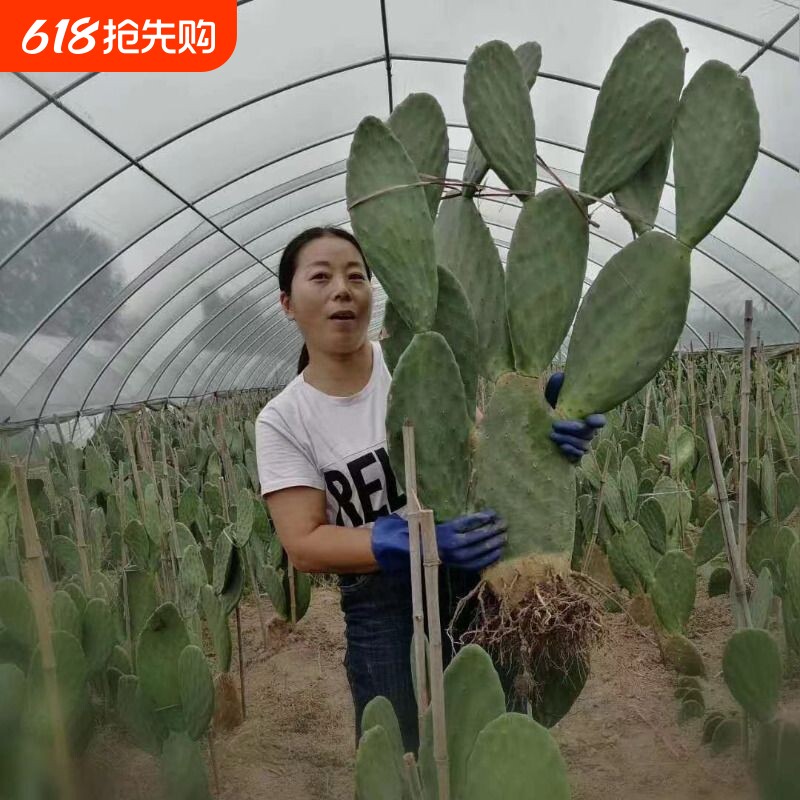 可食用仙人掌盆栽大型多肉植物无刺阳台室内种植外敷好养花盆