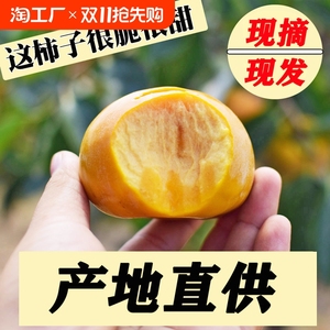 巧克力脆柿脆甜上新现摘现发脆甜爽口新鲜发货批发包邮