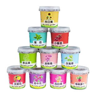 儿童种植小盆栽太阳花向日葵花种籽子幼儿园小学生植物生长观察盒
