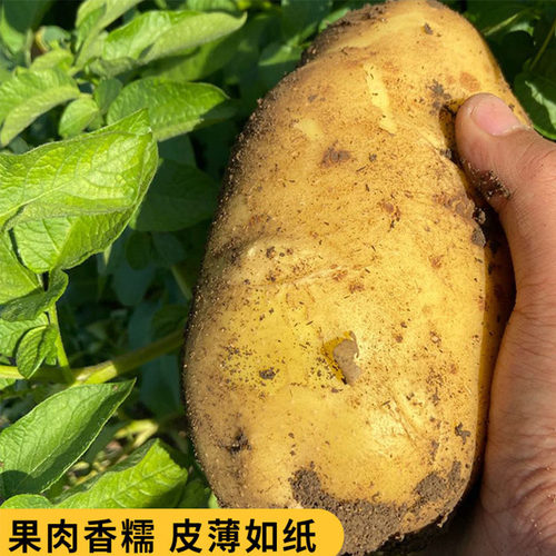 农家种植今年黄心土豆新鲜现挖