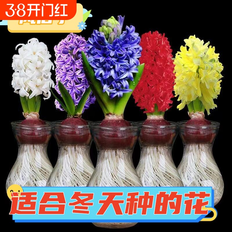 水培植物风信子种球四季种花卉好阳台室内庭院易活盆栽花卉绿植物