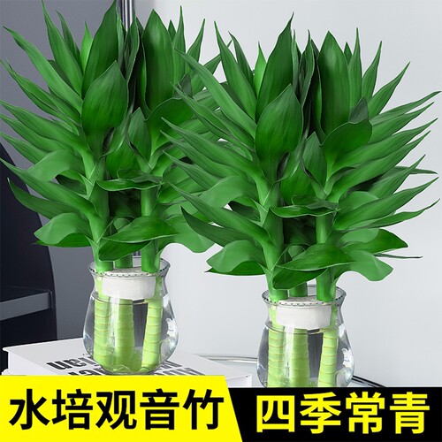 观音竹富贵竹水培植物带根花卉绿植绿萝室内盆栽转运竹子水养好养