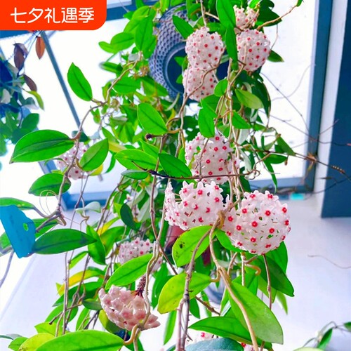 基地直销 新品特惠