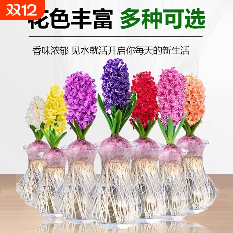 进口风信子种球土培水培花卉盆栽四季活耐寒冬天开花种子多年生