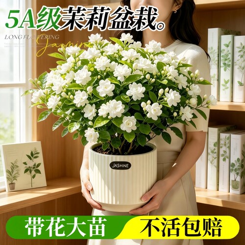 特级重瓣茉莉盆栽耐寒耐旱带苞