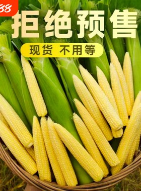 广西玉米芯玉米笋新鲜带皮迷你嫩玉米棒子现摘食用当季蔬菜时令