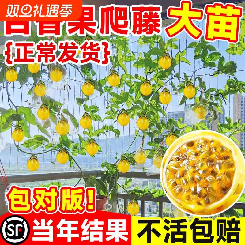 黄金百香果树百香果苗四季不断结果钦蜜9号嫁接树苗南方种植盆栽