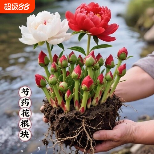 芍药花苗重瓣带芽种球大苗花卉牡丹花种根盆栽植物落日珊瑚室内