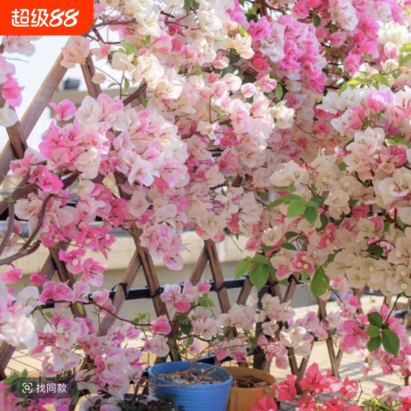 三角梅盆栽植物花卉苗玫瑰阳台净化空气勤花盆景开花重瓣绿樱西瓜图片