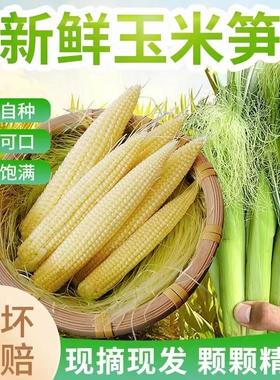 玉米笋新鲜蔬菜带箱10斤水果甜玉米带皮带须小玉米芯玉米棒玉米笋