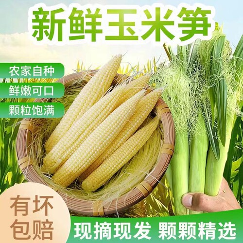 水果甜玉米小玉米芯玉玉米笋