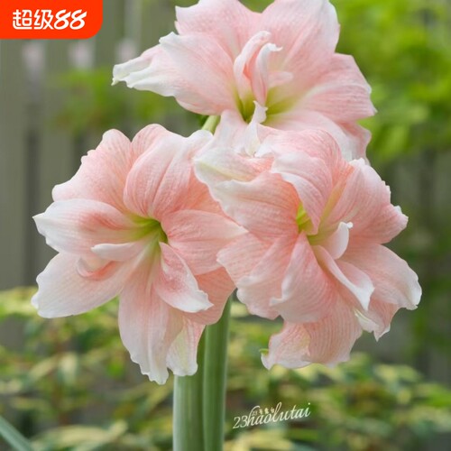 朱顶红当年开花左右视觉冲击大花盆栽阳台春节装饰