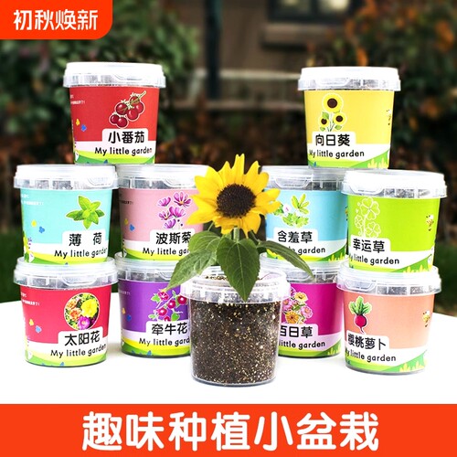 儿童种植小盆栽植物生长观察