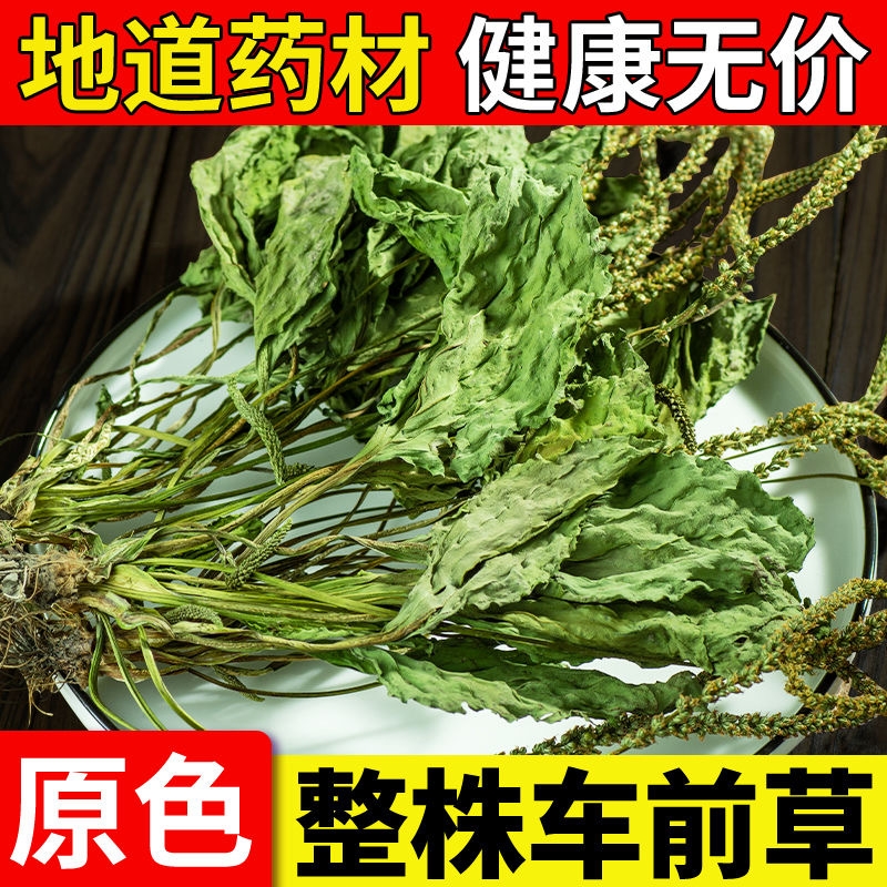 野生车前草干货正品|千人加购