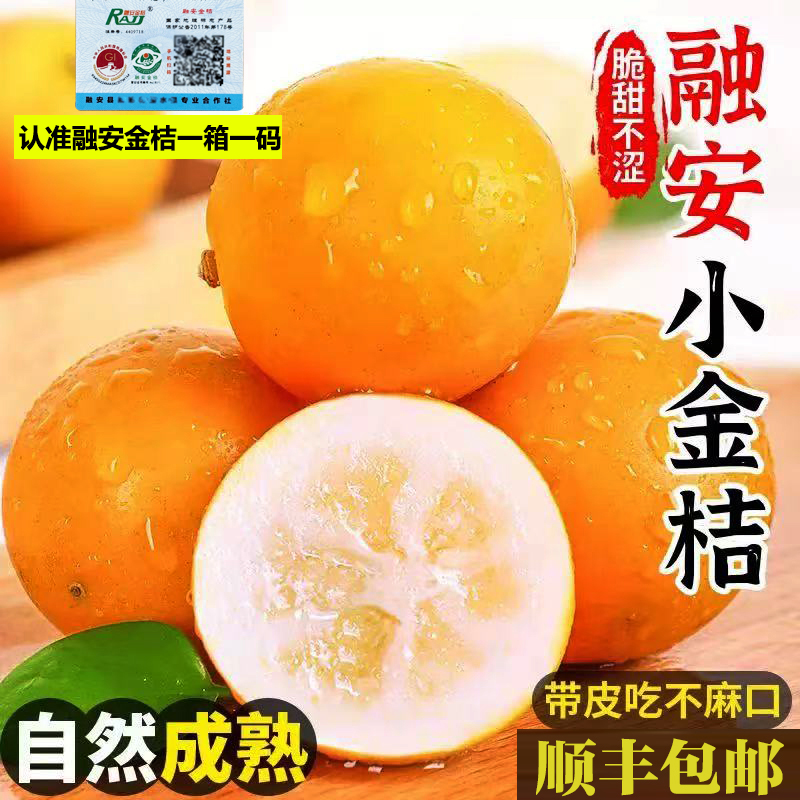 纯甜滑皮金桔当季应季新鲜孕妇水果脆甜硬皮带皮吃小金桔