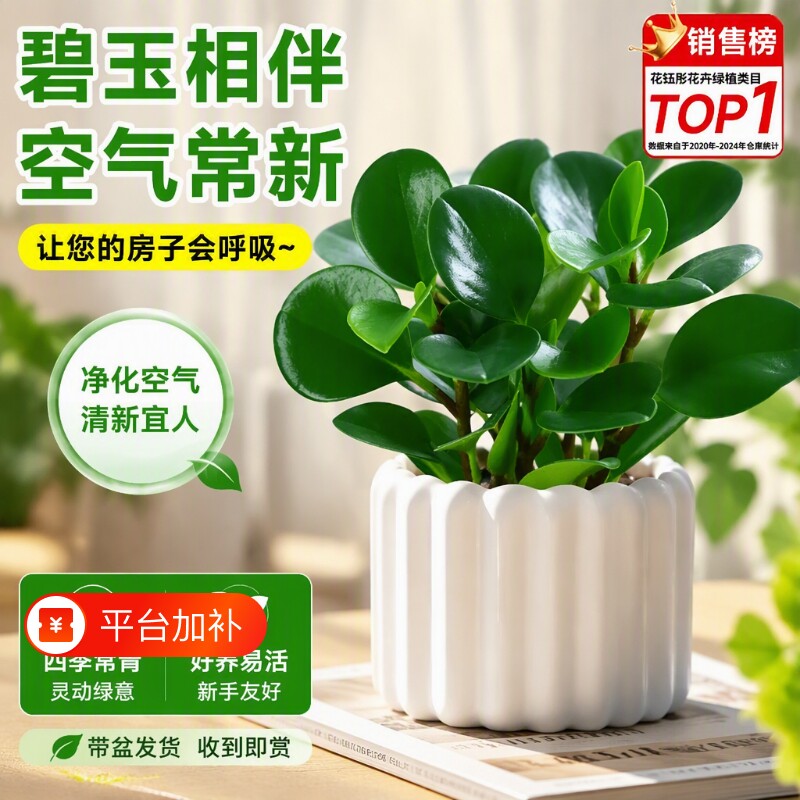 碧玉豆瓣绿盆栽桌面绿植盆景净化空气小绿植四季常青水培植物室内