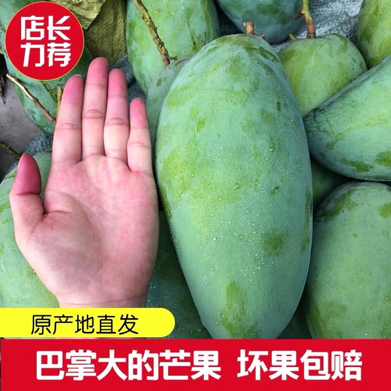正宗越南大青芒果现摘新鲜当季一级大果薄皮大人孩子都爱吃果园
