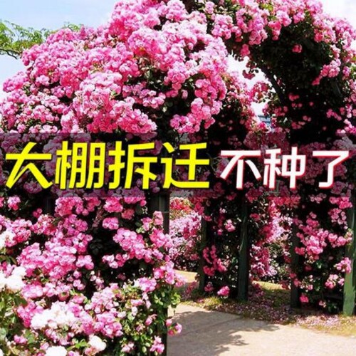 【大棚拆迁】藤本月季蔷薇花苗大花四季开花爬藤庭院爬墙盆栽阳台