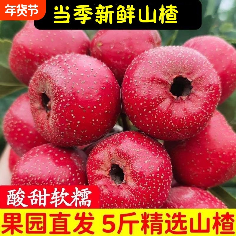 新鲜山楂鲜果大果大五棱红果鲜山楂大金星果冰糖葫芦原料现摘商用,水产肉类/新鲜蔬果/熟食,其它,淘宝优惠券,粉丝福利购,淘宝优惠卷