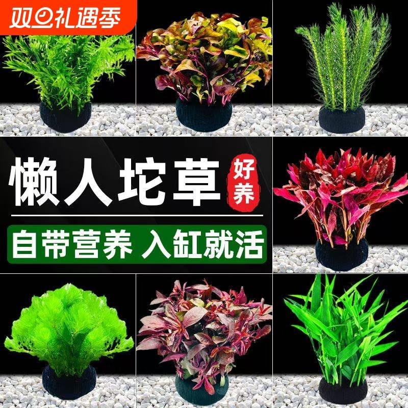水屿鱼水草坨草鱼缸植物增氧阴性培绿植新手懒人造景底砂套餐好养
