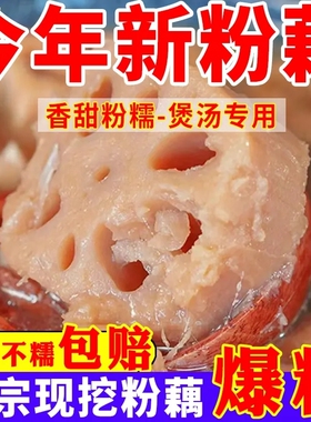 正宗洪湖藕香糯新鲜现挖糯米藕煲汤炖汤湖北特产九孔粉藕正宗莲藕