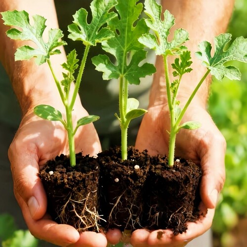 嫁接西瓜苗8424麒麟无籽美都西瓜秧苗盆栽地载种植庭院阳台食用