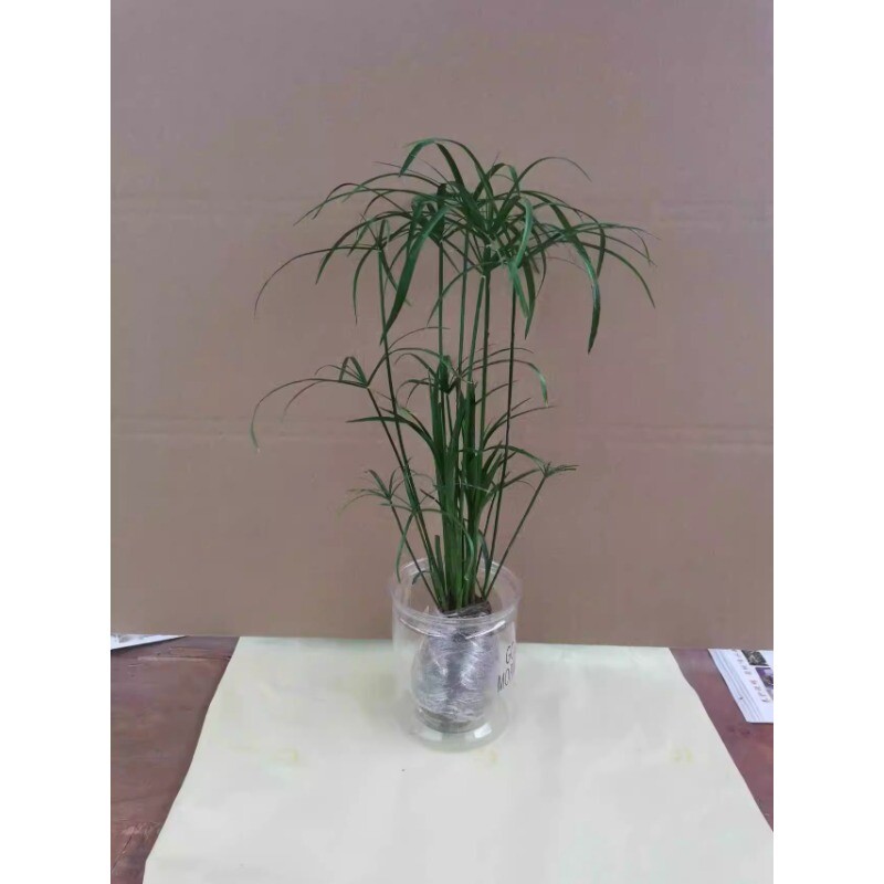 水培植物水竹盆栽风车草旱伞草水生鱼缸水养好养挺水植物插花棕竹图片