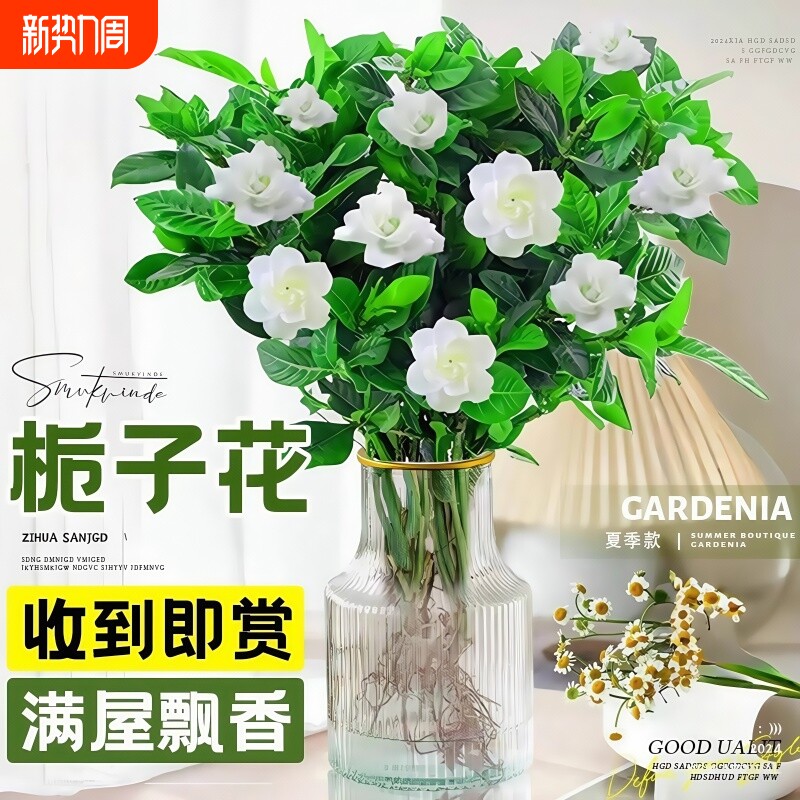 栀子花水培植物盆栽带花苞花卉茉莉花办公室桌面鲜花四季开花客厅
