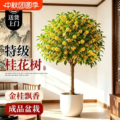 桂花树苗四季桂盆栽浓香客厅室内花卉绿植高级感盆景老桩好养开花
