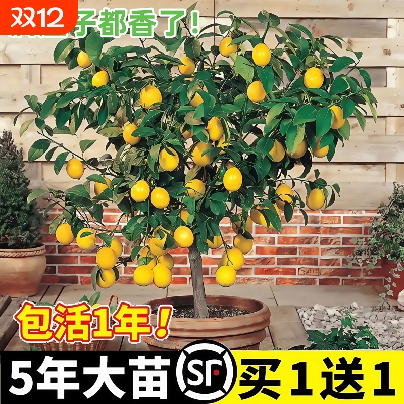 香水柠檬树苗盆栽|超1000次加购