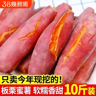 沙地龙九蜜薯红薯新鲜番薯农家烤地瓜山芋甜红心香薯板栗年货节