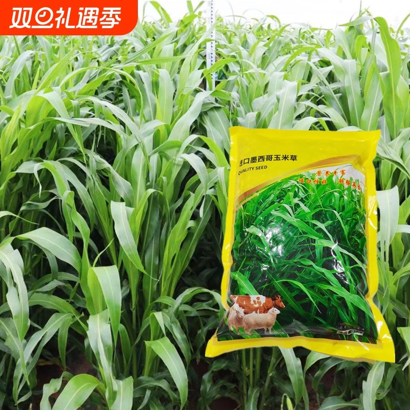 墨西哥玉米草种子四季播种牧草种子再生多年生畜牧养殖草种籽高产