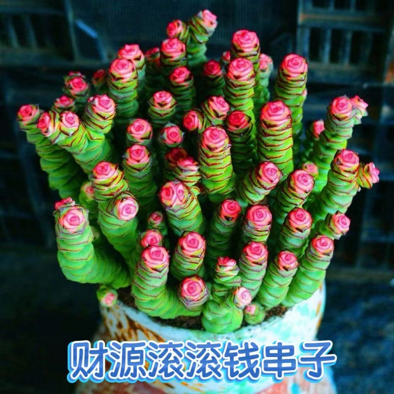 红心钱串锦桌面小盆栽招财多肉植物钱多多办公室内防辐射好养活