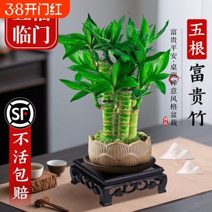 富贵竹植物客厅招财文昌竹盆栽中式盆景观音竹子室内绿植桌面小叶