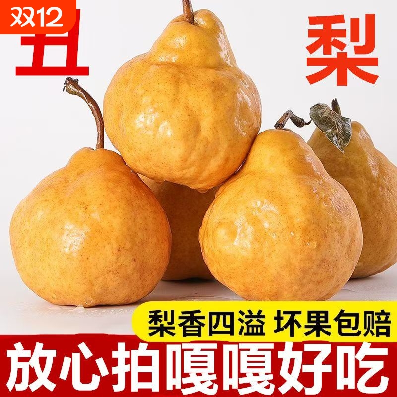 山东中华丑梨烟台太婆梨莱阳现摘啤梨软梨子新鲜当季孕妇老人水果