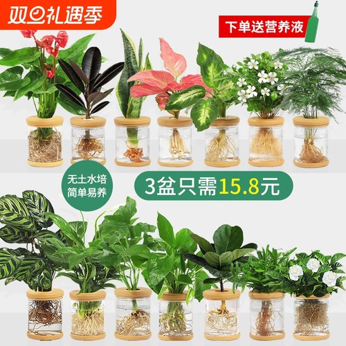 水培植物盆栽黄金葛栀子