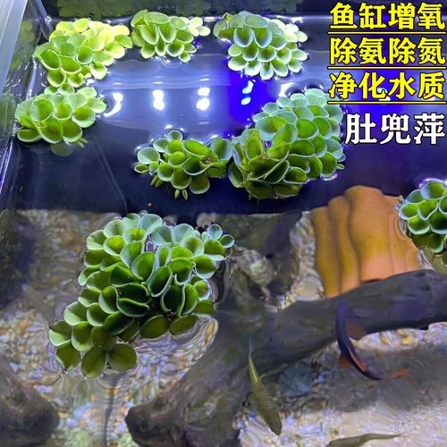 11鱼缸浮萍躲避活体肚兜萍造景生态古法缸绿植好养新手阴性浮性