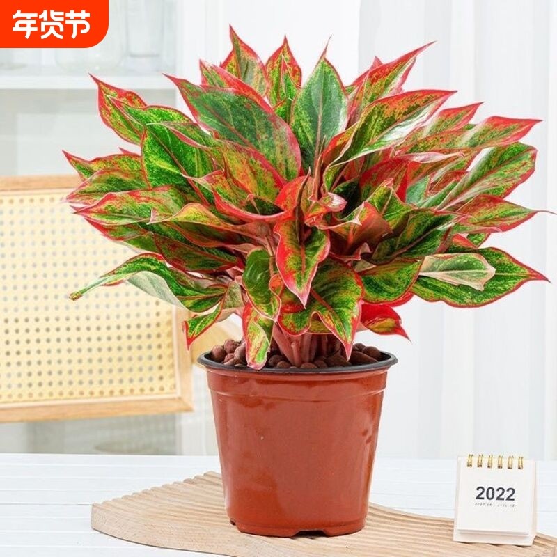 万年红 摆放客厅 室内盆栽花卉绿植,鲜花速递/花卉仿真/绿植园艺,国兰/杂交兰/洋兰类,淘宝优惠券,粉丝福利购,淘宝优惠卷