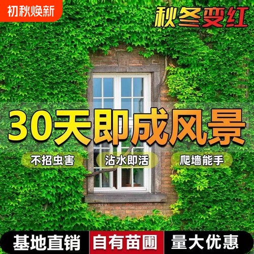 爬山虎树苗爬墙虎爬藤绿植物四季常青不落叶庭院藤蔓种子阳台耐寒