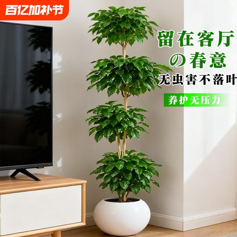幸福树客厅大盆栽老桩植物高级感室内落地大型绿植盆景好养活新房