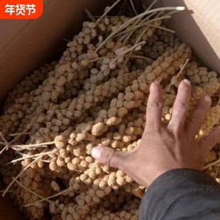 黄谷穗新小米穗 鹦鹉红谷穗黄谷子穂 逗鼠棒天然麦穗仓鼠零食