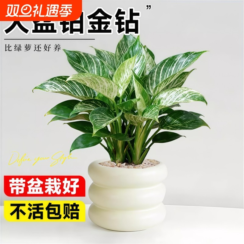 大盆铂金钻盆栽绿萝花卉植物室内花水培办公室绿植多肉好养发财树