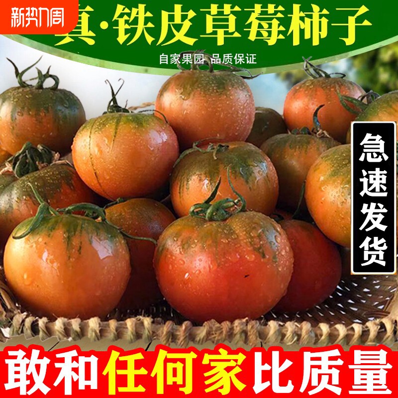 大连草莓柿子西红柿新鲜自然熟铁皮柿子盘锦碱地生吃绿腚水果番茄