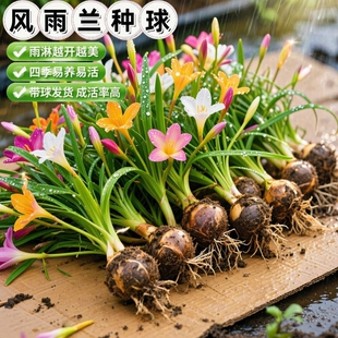 重瓣风雨兰韭菜兰种球葱兰庭院阳台盆栽绿植花卉耐热耐寒好养植物