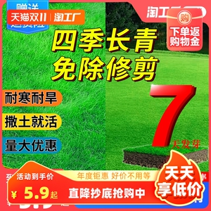 草坪草籽护坡狗牙根马尼拉四季常青庭院地毯草皮绿化黑麦草种子孑