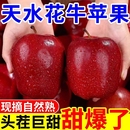 彩箱装 正宗甘肃天水花牛苹果蛇红果小孩老人面粉脆沙甜新鲜水果