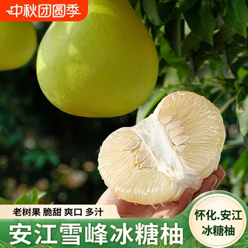 湖南怀化冰糖柚药柚子雪峰柚小苦新鲜安江老树柚脆甜多汁柚